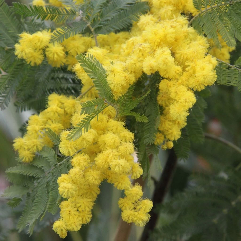 Acacia Dealbata Gaulois Astier GREFFE - Mimosa Des Fleuristes 1 Acacia Dealbata Gaulois Astier GREFFE - Mimosa Des Fleuristes