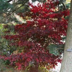Érable Du Japon - Acer Palmatum Bloodgood