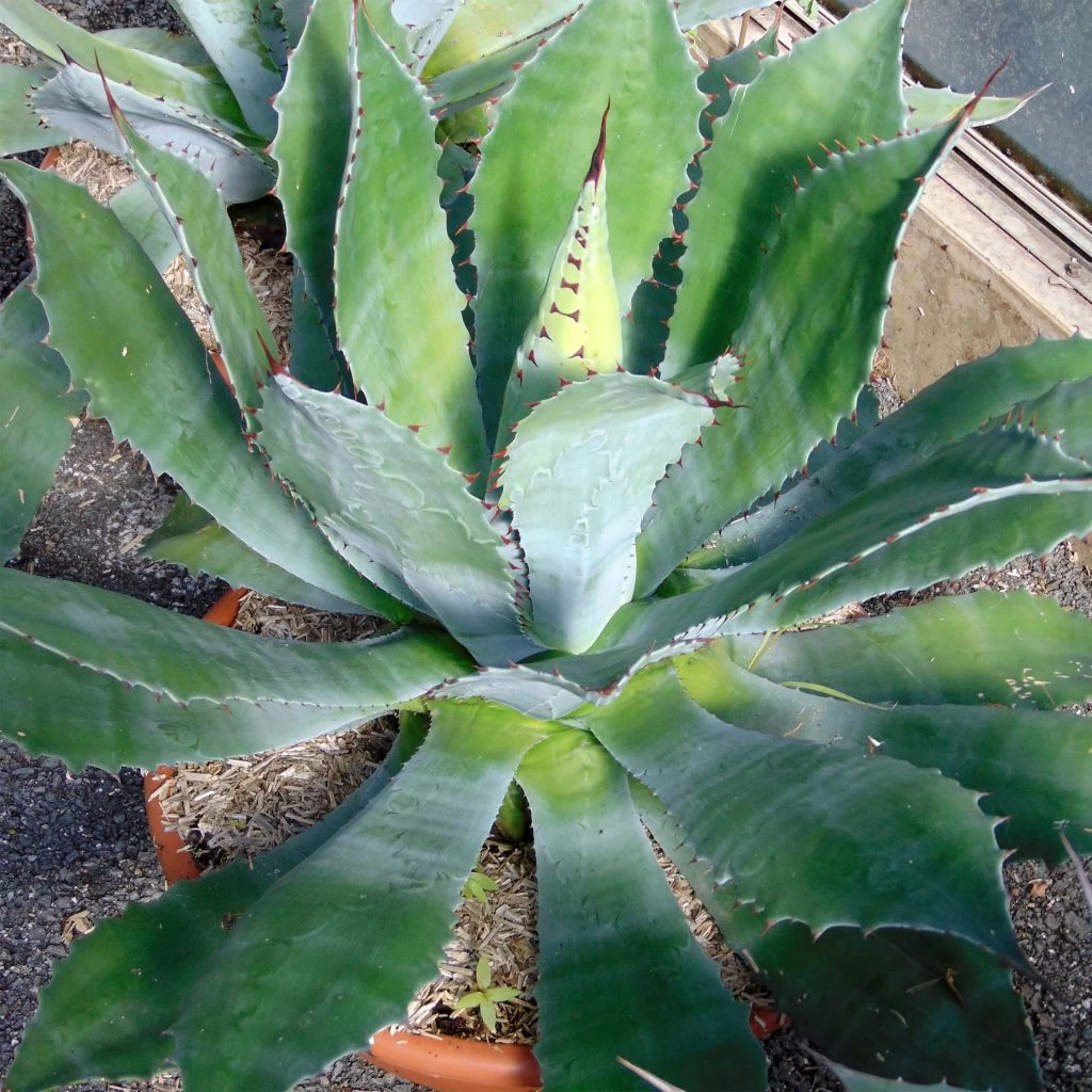 Agave Parryi Neomexicana 1 Agave Parryi Neomexicana