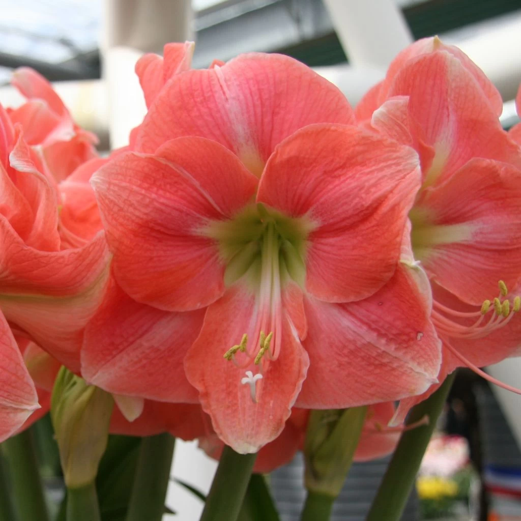 Amaryllis Rosalie 1 Amaryllis Rosalie