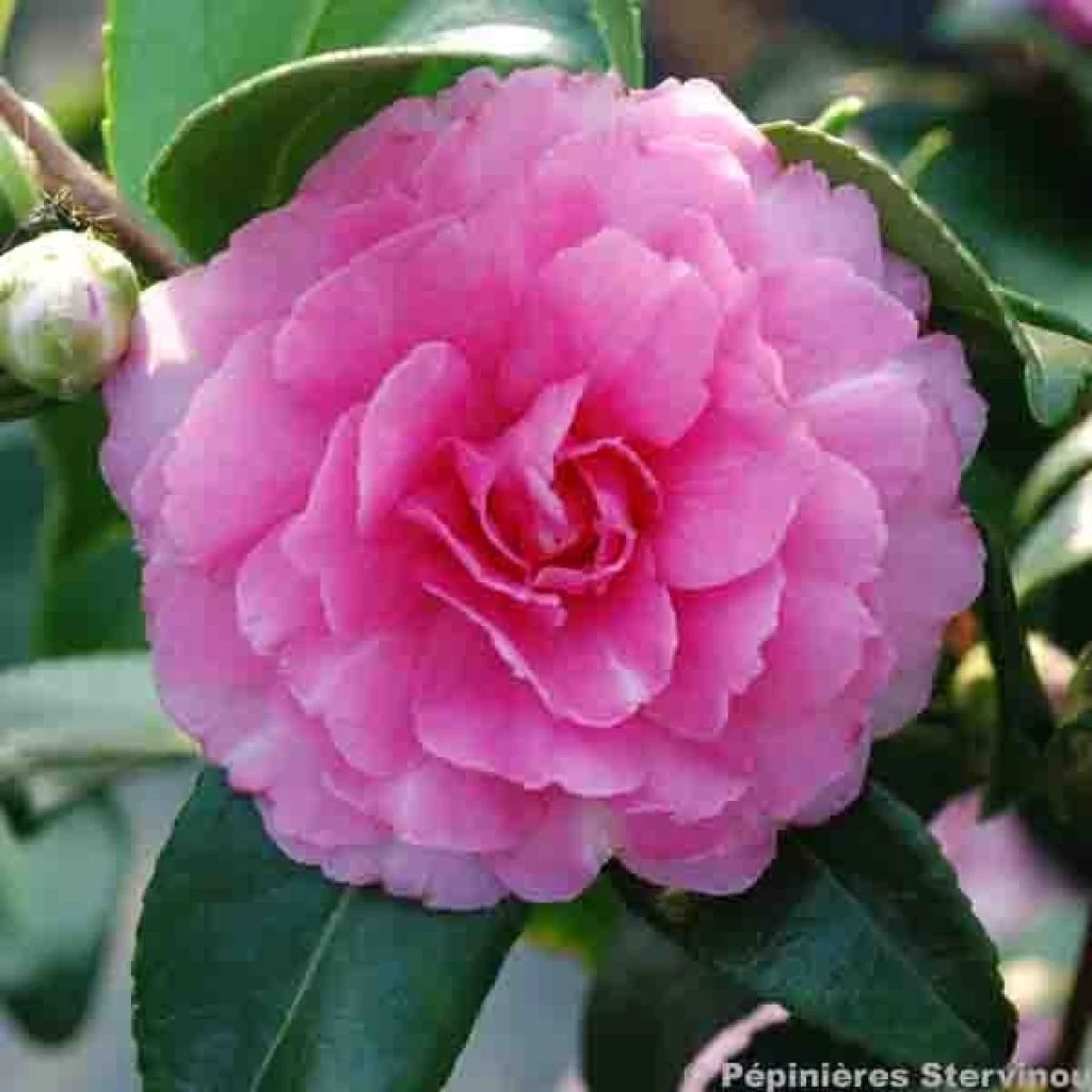 Camélia D'automne - Camellia Sasanqua Interlude 1 Camélia D'automne - Camellia Sasanqua Interlude