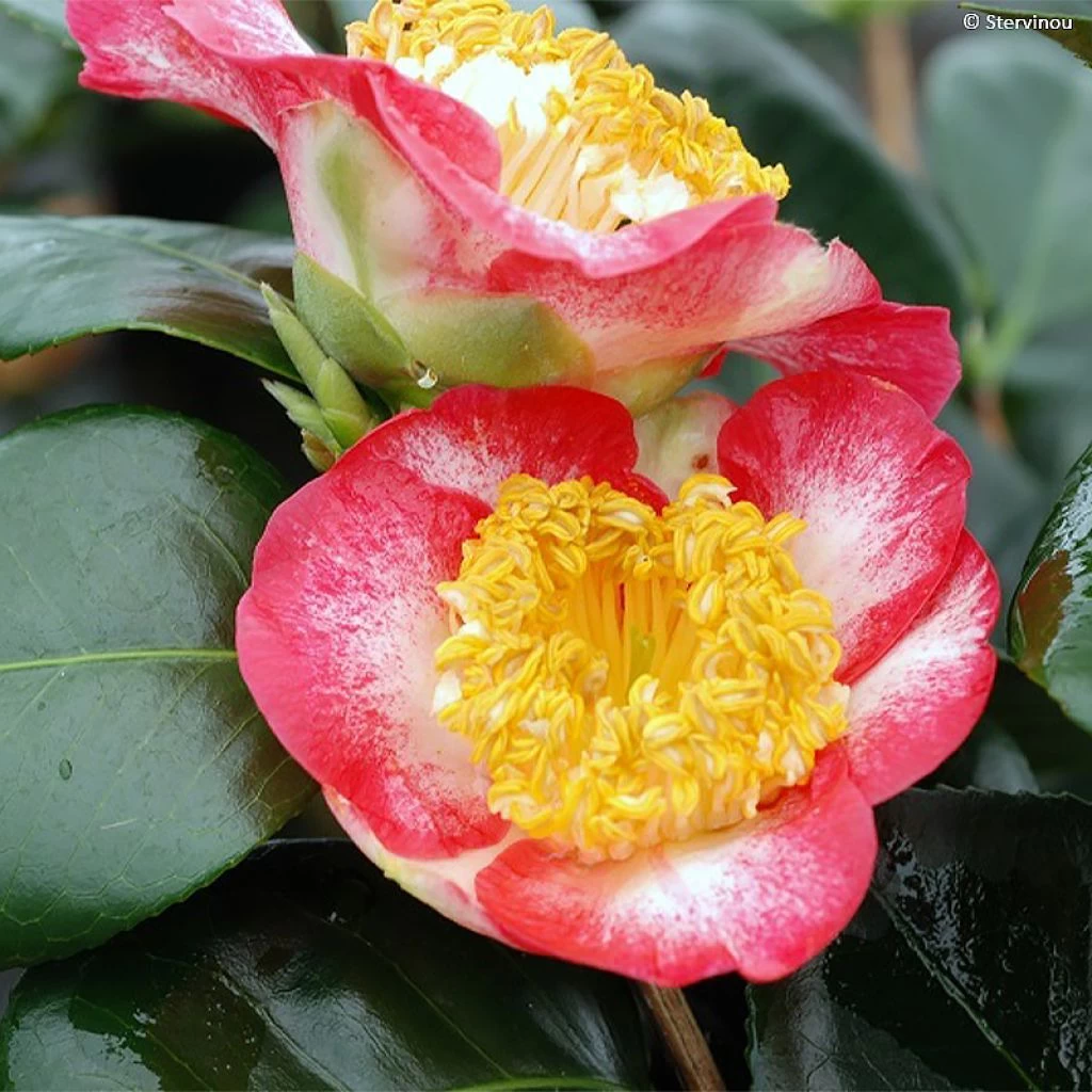 Camélia Okan - Camellia Japonica De Higo 1 Camélia Okan - Camellia Japonica De Higo