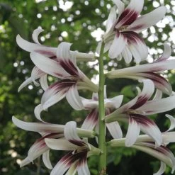 Cardiocrinum Giganteum - Lis Géant De L'Himalaya
