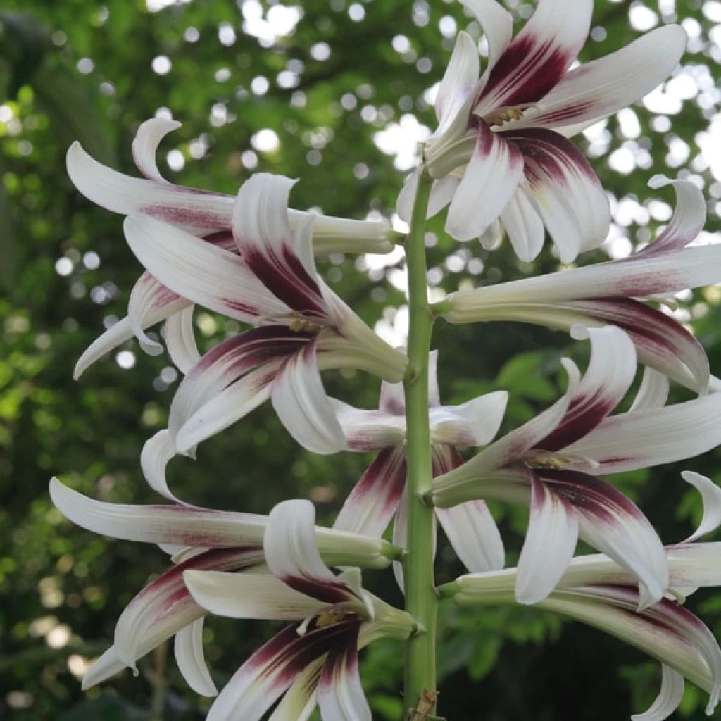 Cardiocrinum Giganteum - Lis Géant De L'Himalaya 1 Cardiocrinum Giganteum - Lis Géant De L'Himalaya