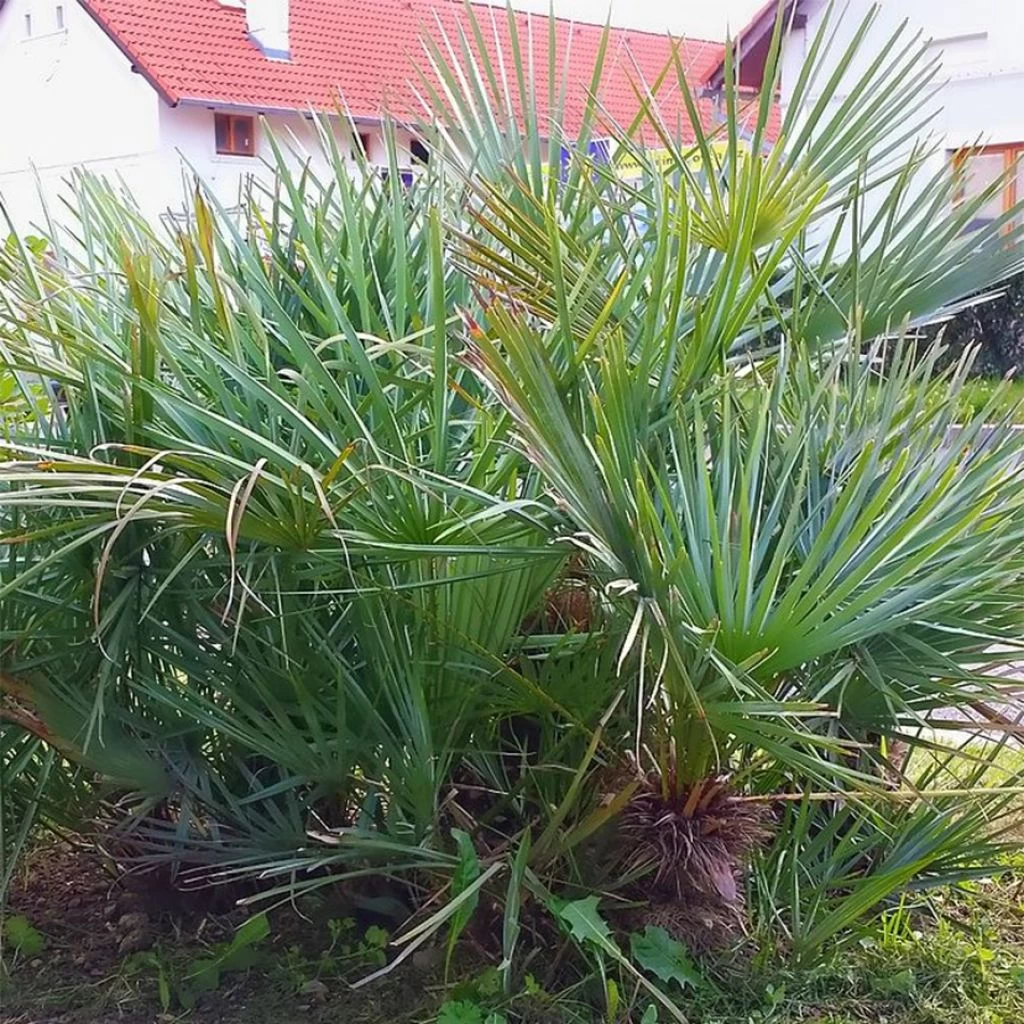 Chamaerops Humilis Cerifera - Palmier Nain Bleuté 1 Chamaerops Humilis Cerifera - Palmier Nain Bleuté
