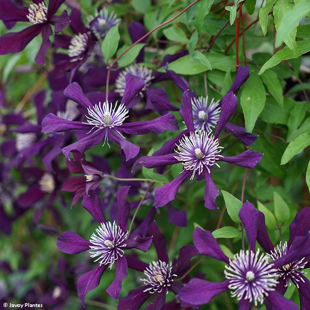 Clématite - Clematis Viticella Panther 1 Clématite - Clematis Viticella Panther