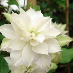 Clématite - Clematis Dancing Dorien® Zodado