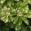 Clématite - Clematis Green Passion
