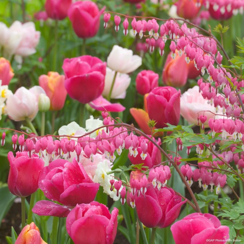 Collection Happy 1 Collection Happy