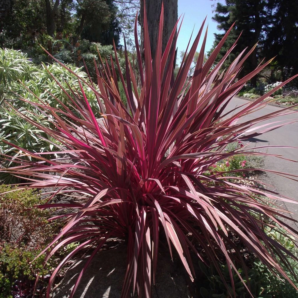 Cordyline Banksii Electric Pink 1 Cordyline Banksii Electric Pink