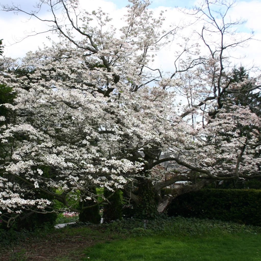 Cornus Florida - Cornouiller à Fleurs D'Amérique 1 Cornus Florida - Cornouiller à Fleurs D'Amérique