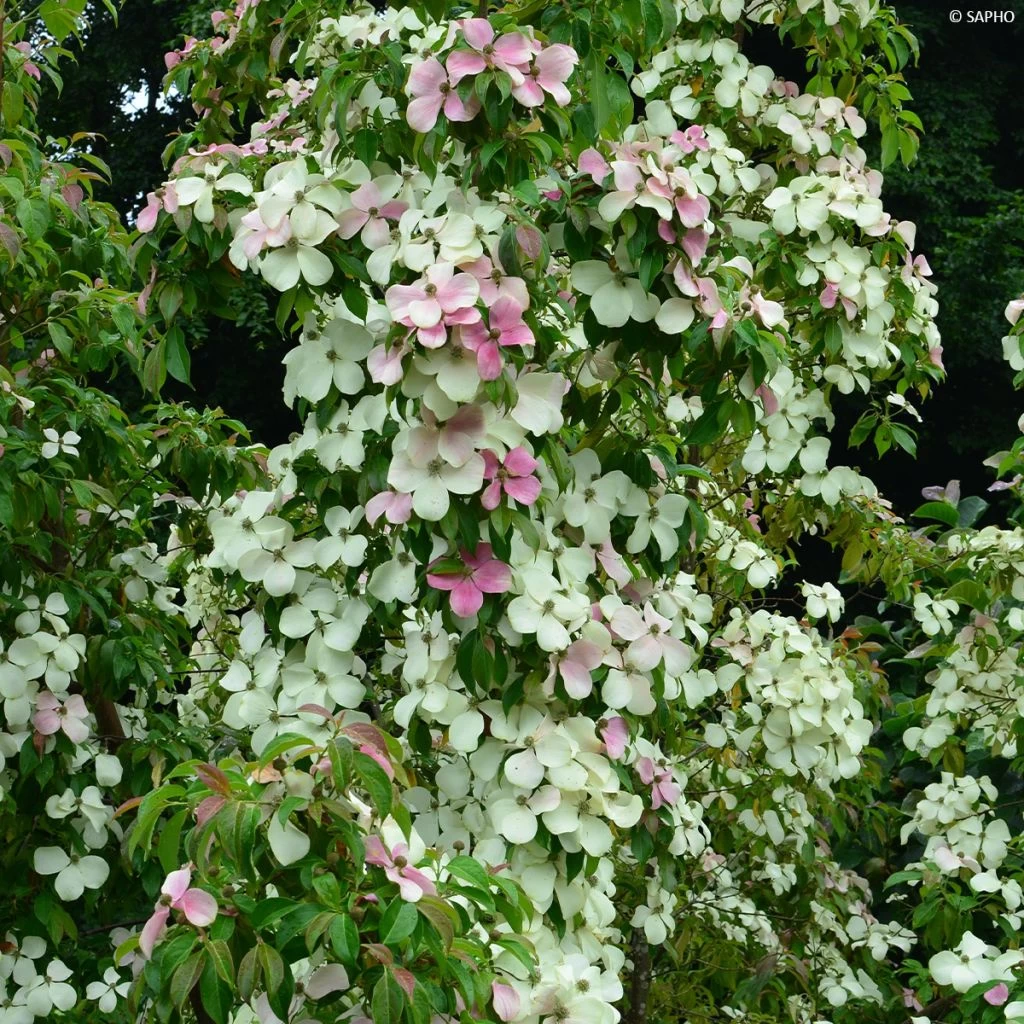 Cornus Hongkongensis Parc De Haute Bretagne - Cornouiller De Hong Kong à Fleurs Roses 1 Cornus Hongkongensis Parc De Haute Bretagne - Cornouiller De Hong Kong à Fleurs Roses