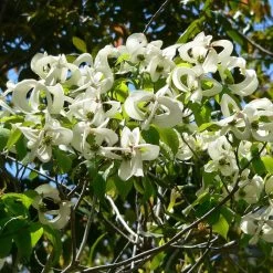 Cornus Florida Urbiniana - Cornouiller De Floride