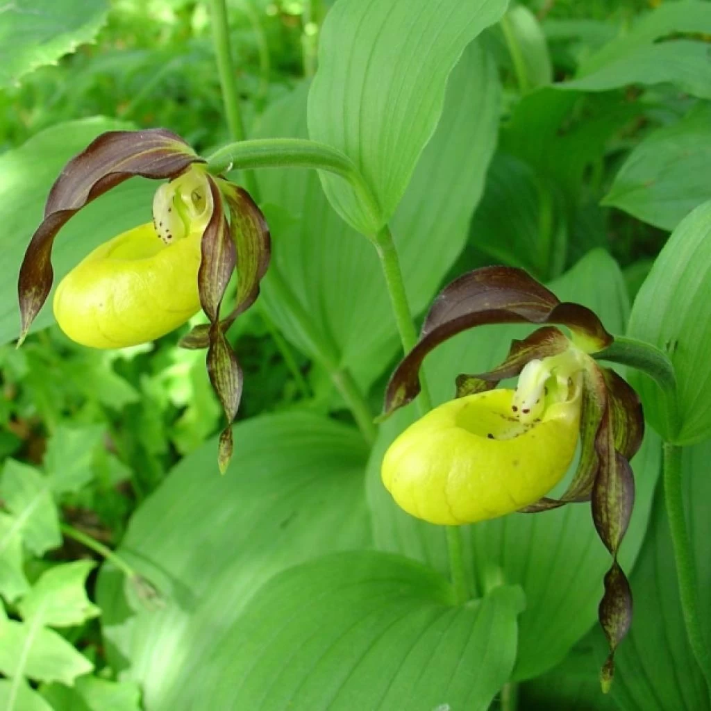 Cypripedium Calceolus - Sabot De Venus 1 Cypripedium Calceolus - Sabot De Venus