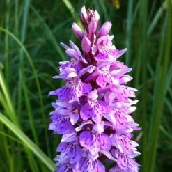 Dactylorhiza Maculata, Orchis Tacheté - Orchidée Terrestre Et Vivace