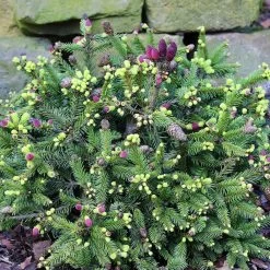 Epicea Commun Nain - Picea Abies Pusch