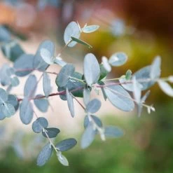 Eucalyptus Gunnii Silverana - Gommier Cidre