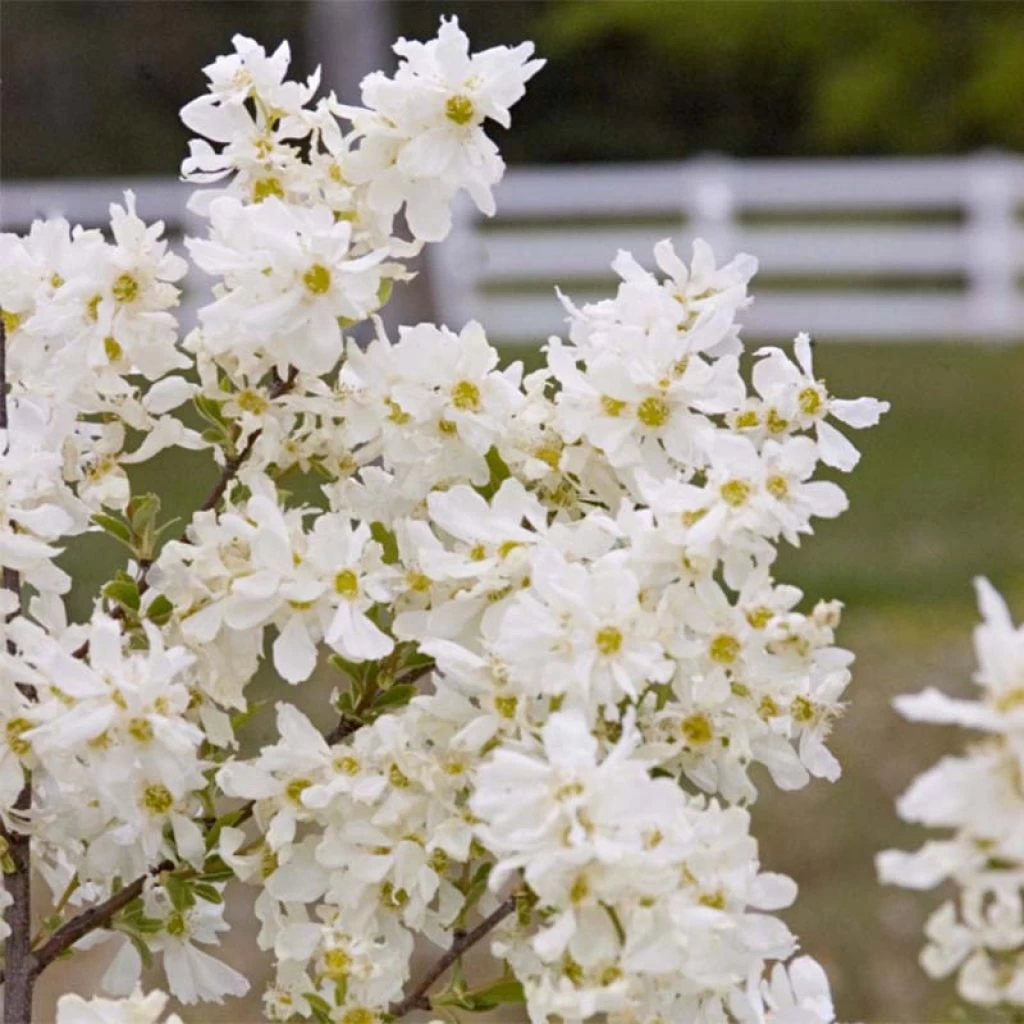 Exochorda Lotus Moon - Exochorde Hybride - Arbre Aux Perles 1 Exochorda Lotus Moon - Exochorde Hybride - Arbre Aux Perles