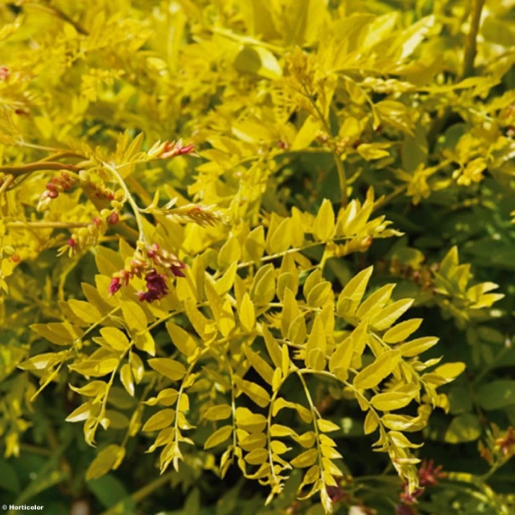 Févier D'Amérique Doré - Gleditsia Triacanthos Sunburst 1 Févier D'Amérique Doré - Gleditsia Triacanthos Sunburst