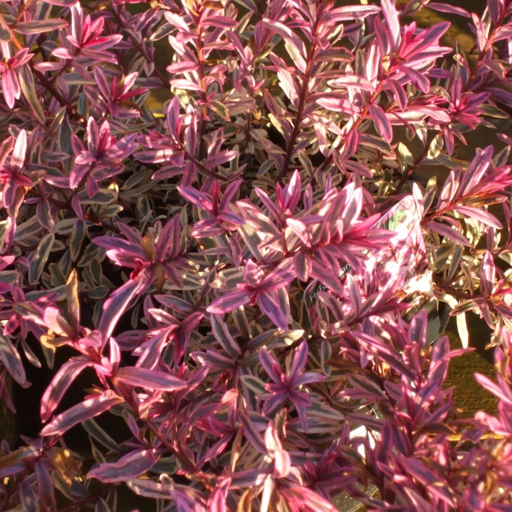 Hebe Heartbreaker - Véronique Arbustive 1 Hebe Heartbreaker - Véronique Arbustive