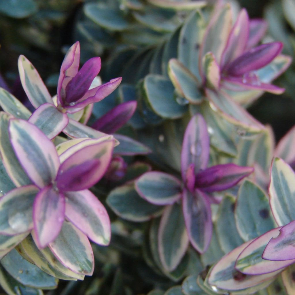 Hebe Lady Ann - Véronique Arbustive 1 Hebe Lady Ann - Véronique Arbustive