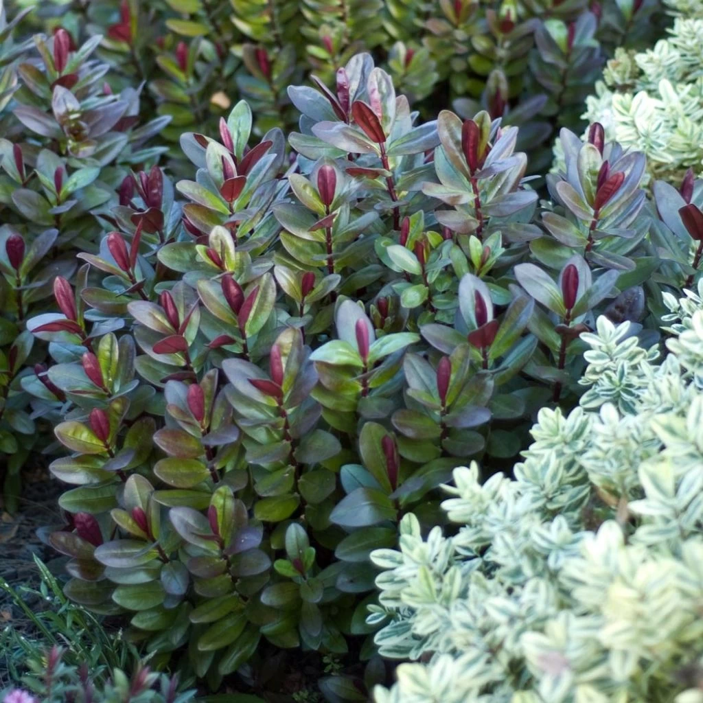 Hebe Santa Monica - Véronique Arbustive 1 Hebe Santa Monica - Véronique Arbustive