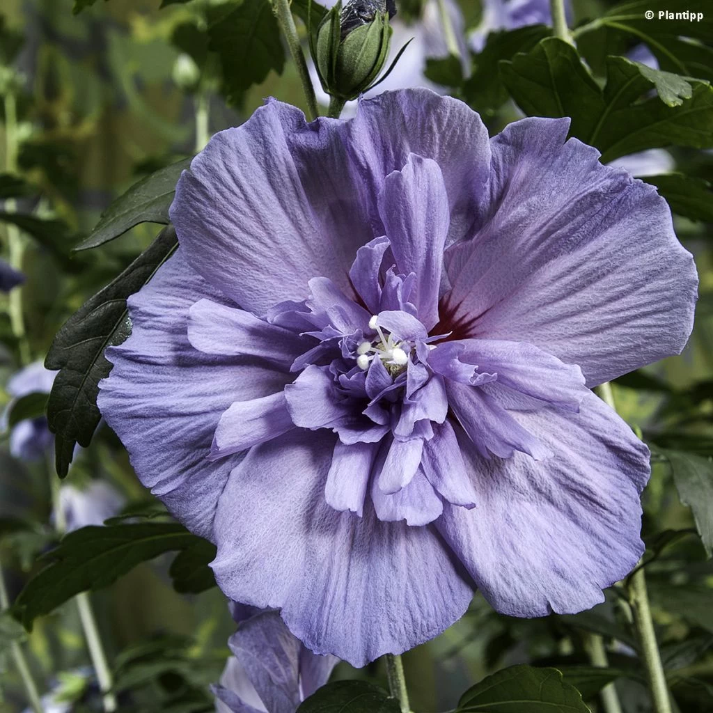 Hibiscus Syriacus Blue Chiffon - Althea Bleu Double 1 Hibiscus Syriacus Blue Chiffon - Althea Bleu Double