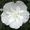 Hibiscus Syriacus White Chiffon - Althéa Blanc Double