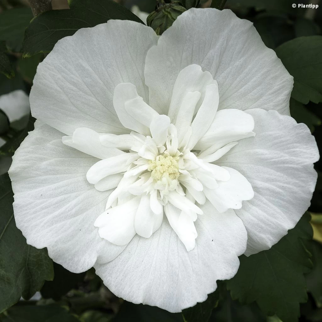 Hibiscus Syriacus White Chiffon - Althéa Blanc Double 1 Hibiscus Syriacus White Chiffon - Althéa Blanc Double