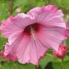 Hibiscus Moscheutos Sweet Caroline - Hibiscus Des Marais