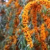 Hippophae Rhamnoides Orange Energy - Argousier