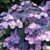 Hortensia - Hydrangea Serrata Vicomte De Kerlot