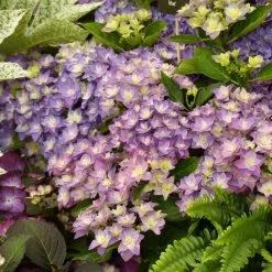 Hortensia - Hydrangea Macrophylla Double Dutch Blue