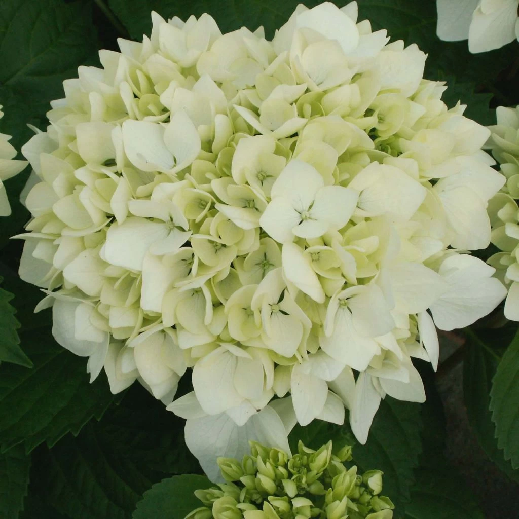 Hortensia - Hydrangea Macrophylla Sœur Thérèse 1 Hortensia - Hydrangea Macrophylla Sœur Thérèse