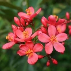 Jatropha Integerrima - Jatropha Fleur