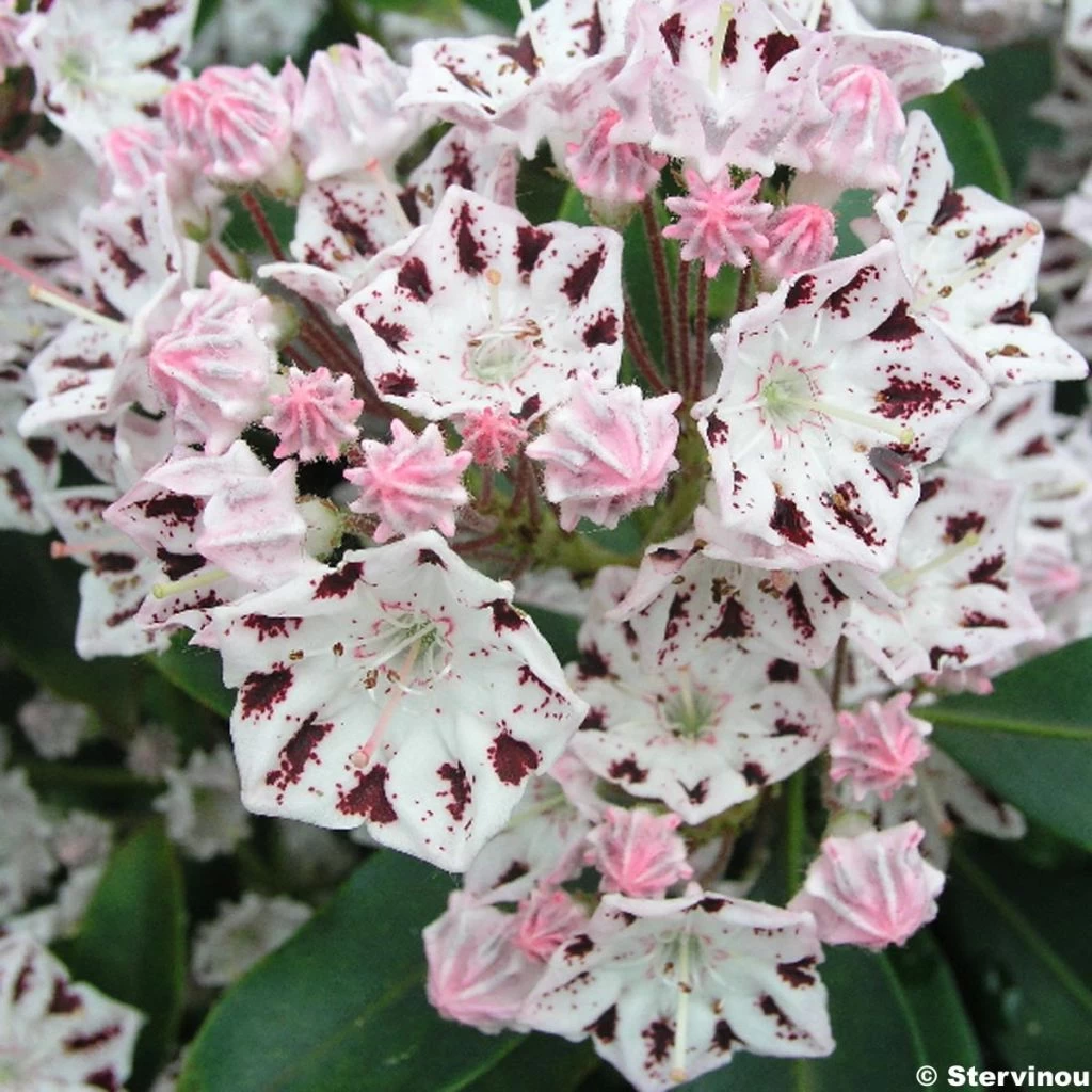 Kalmia Latifolia Windrose - Laurier Des Montagnes Blanc Et Brun Pourpré 1 Kalmia Latifolia Windrose - Laurier Des Montagnes Blanc Et Brun Pourpré