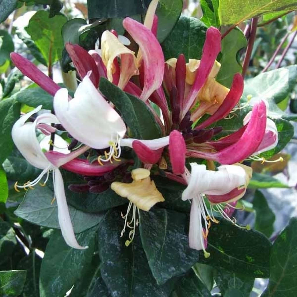 Chèvrefeuille - Lonicera Caprilia Impérial Cov 1 Chèvrefeuille - Lonicera Caprilia Impérial Cov