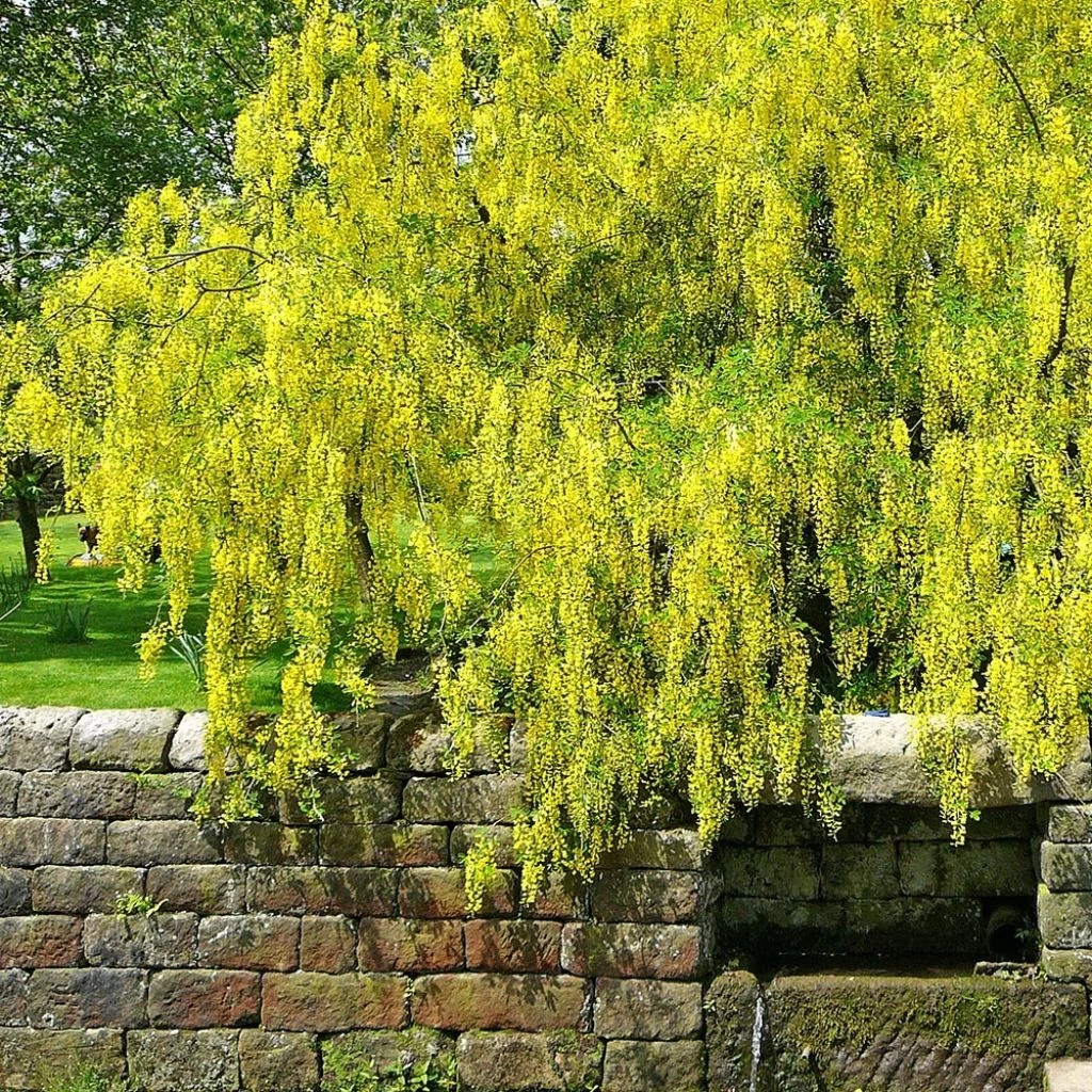 Laburnum Alpinum Pendulum - Cytise Des Alpes 1 Laburnum Alpinum Pendulum - Cytise Des Alpes