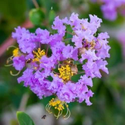 Lagerstroemia Indica Cordon Bleu - Lilas Des Indes Bleu Lavande