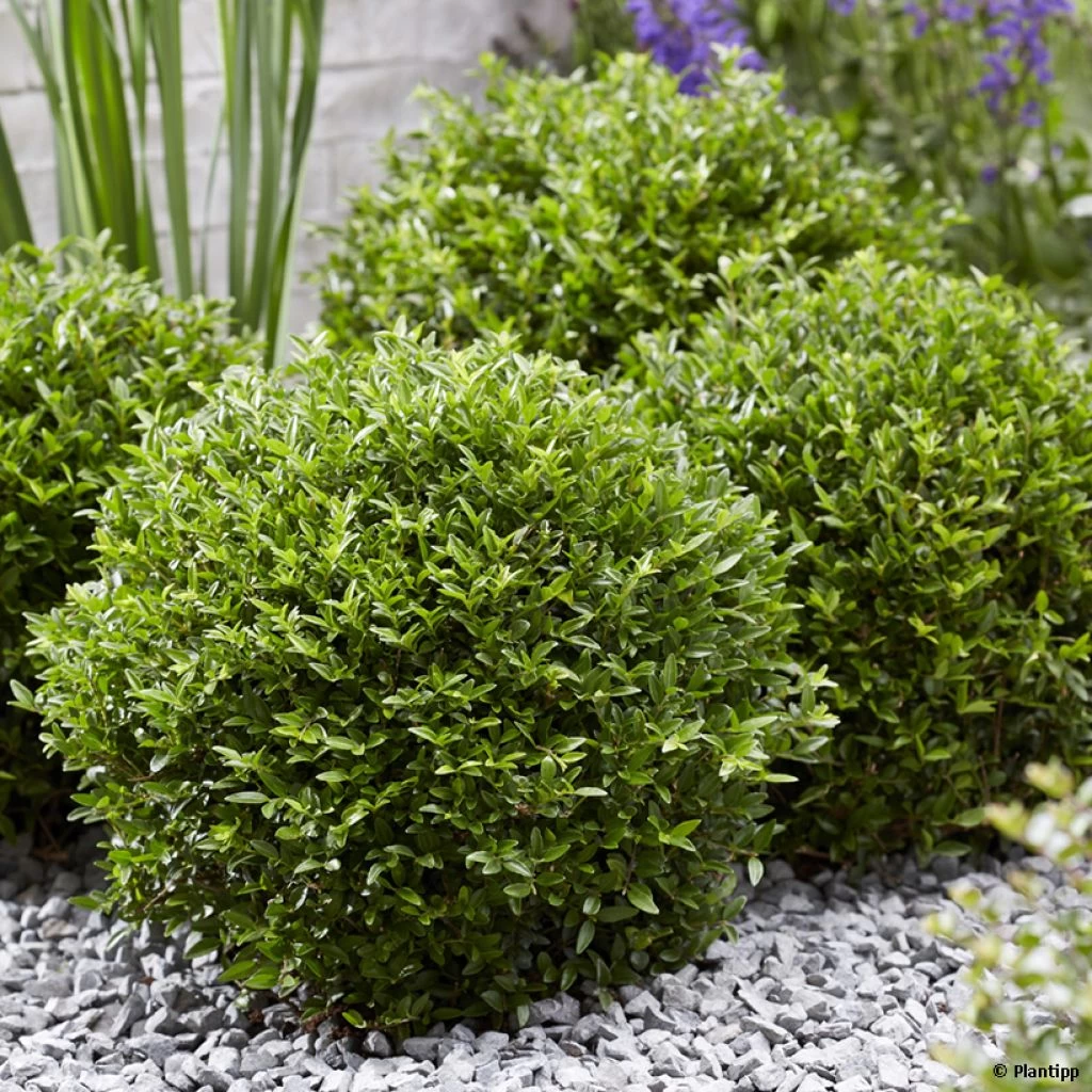 Lonicera Nitida Garden Clouds Green Breeze - Chèvrefeuille Arbustif 1 Lonicera Nitida Garden Clouds Green Breeze - Chèvrefeuille Arbustif