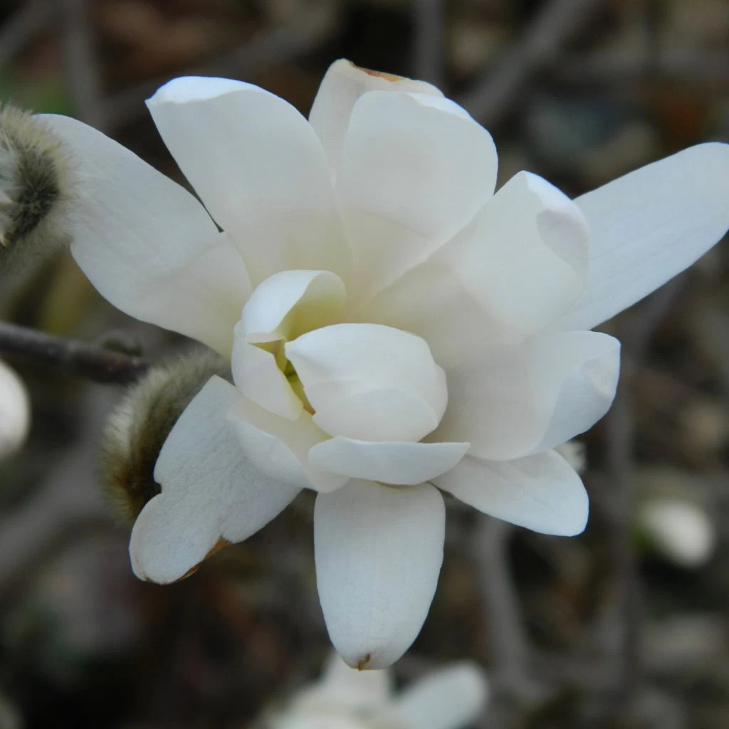 Magnolia Denudata Double Diamond - Magnolia Yulan 1 Magnolia Denudata Double Diamond - Magnolia Yulan