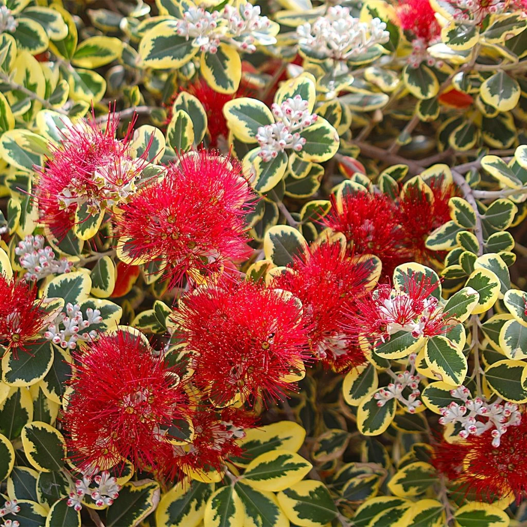 Metrosideros Kermadecensis Sunninghill 1 Metrosideros Kermadecensis Sunninghill