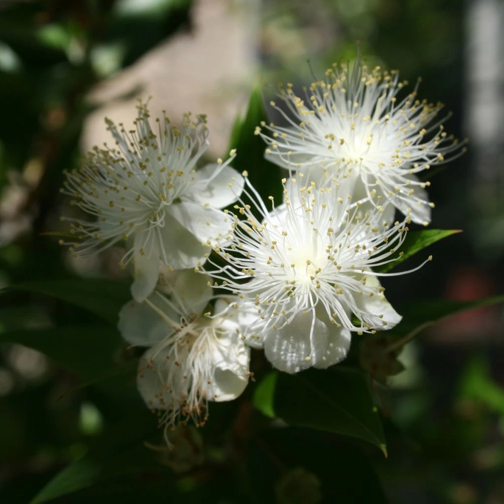 Myrtus Communis - Myrte Commun 1 Myrtus Communis - Myrte Commun