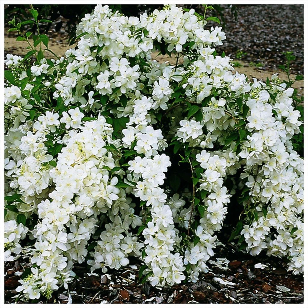 Seringat - Philadelphus White Rock (Pekphil) 1 Seringat - Philadelphus White Rock (Pekphil)