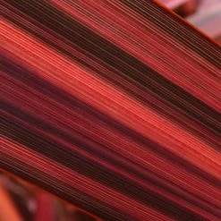 Phormium Margaret Jones - Lin De Nouvelle-Zélande