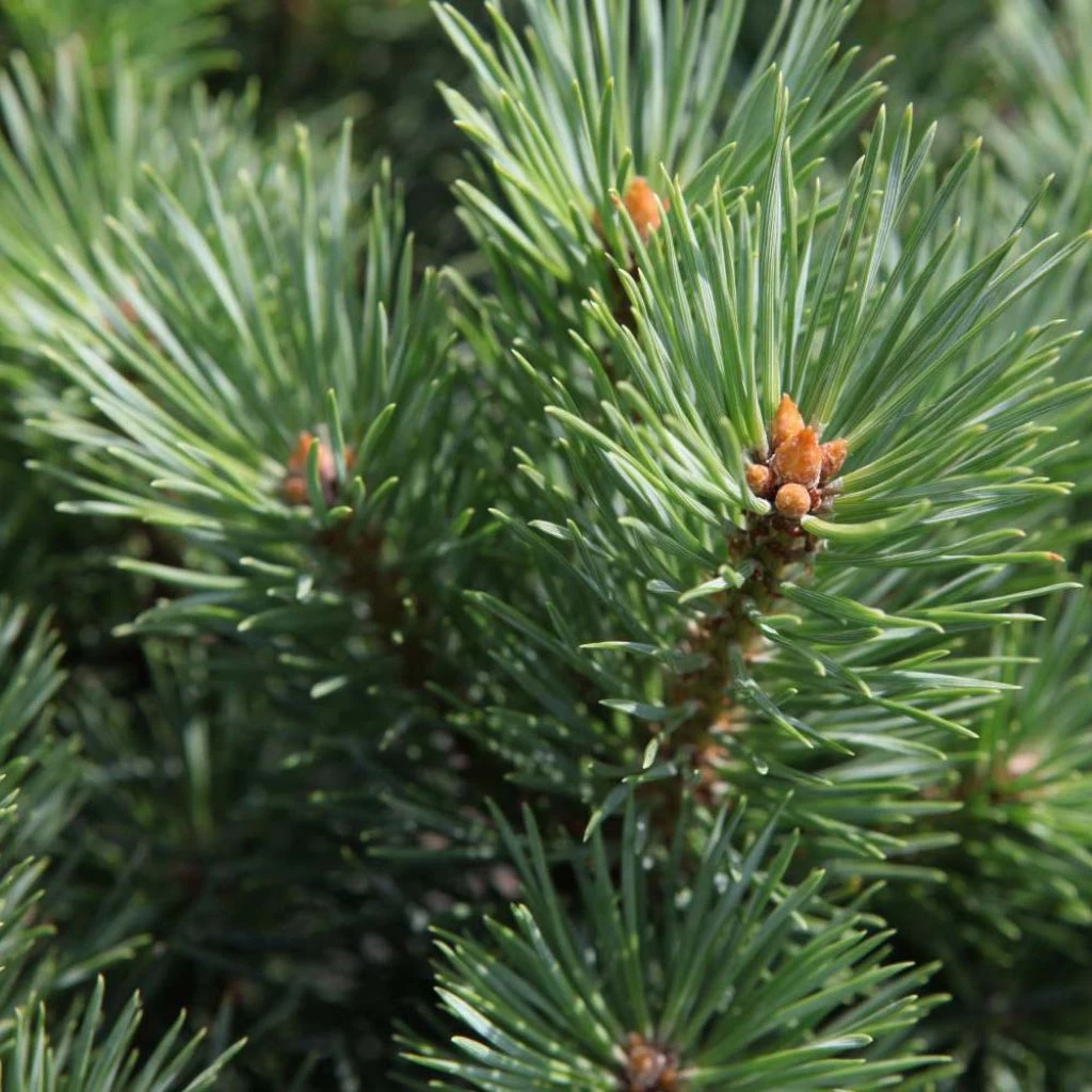Pinus Sylvestris Watereri - Pin Sylvestre 1 Pinus Sylvestris Watereri - Pin Sylvestre