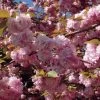 Cerisier à Fleurs Du Japon - Prunus Serrulata Kanzan