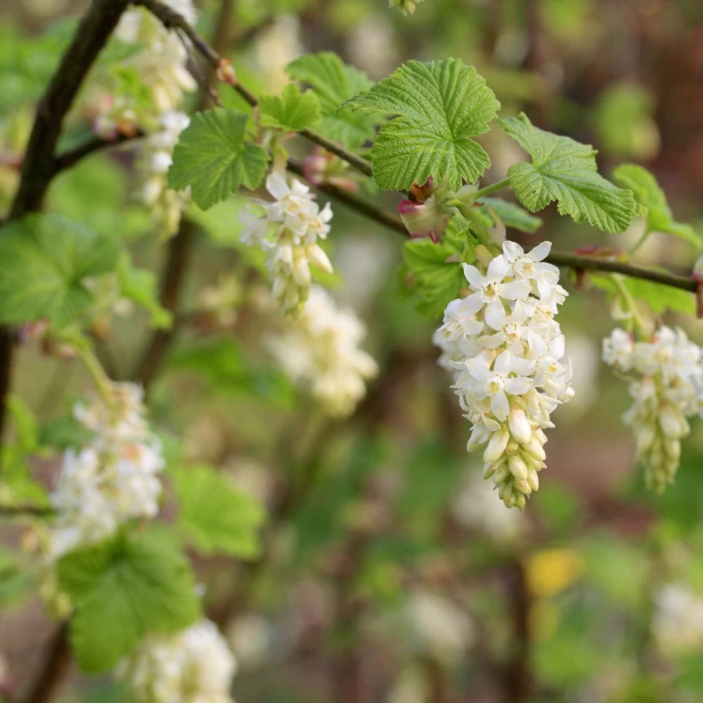 Ribes Sanguineum White Icicle - Groseillier à Fleurs Blanches 1 Ribes Sanguineum White Icicle - Groseillier à Fleurs Blanches