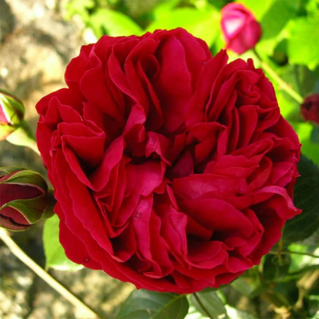 Rosier Grimpant Red Eden Rose 1 Rosier Grimpant Red Eden Rose