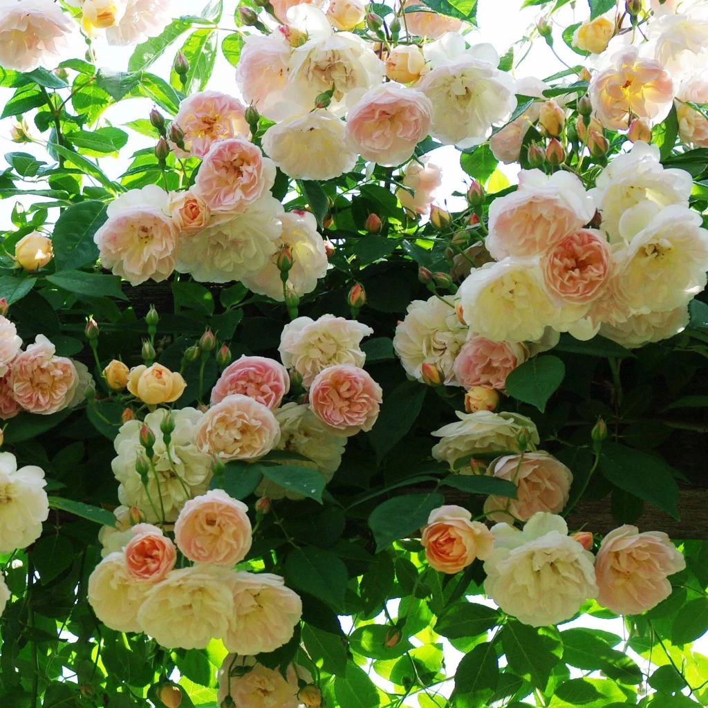 Rosier Grimpant Treasure Trove 1 Rosier Grimpant Treasure Trove